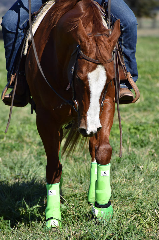 Chestnut horse with bright green tendon and bell boots horse wraps bandages in grassy paddock