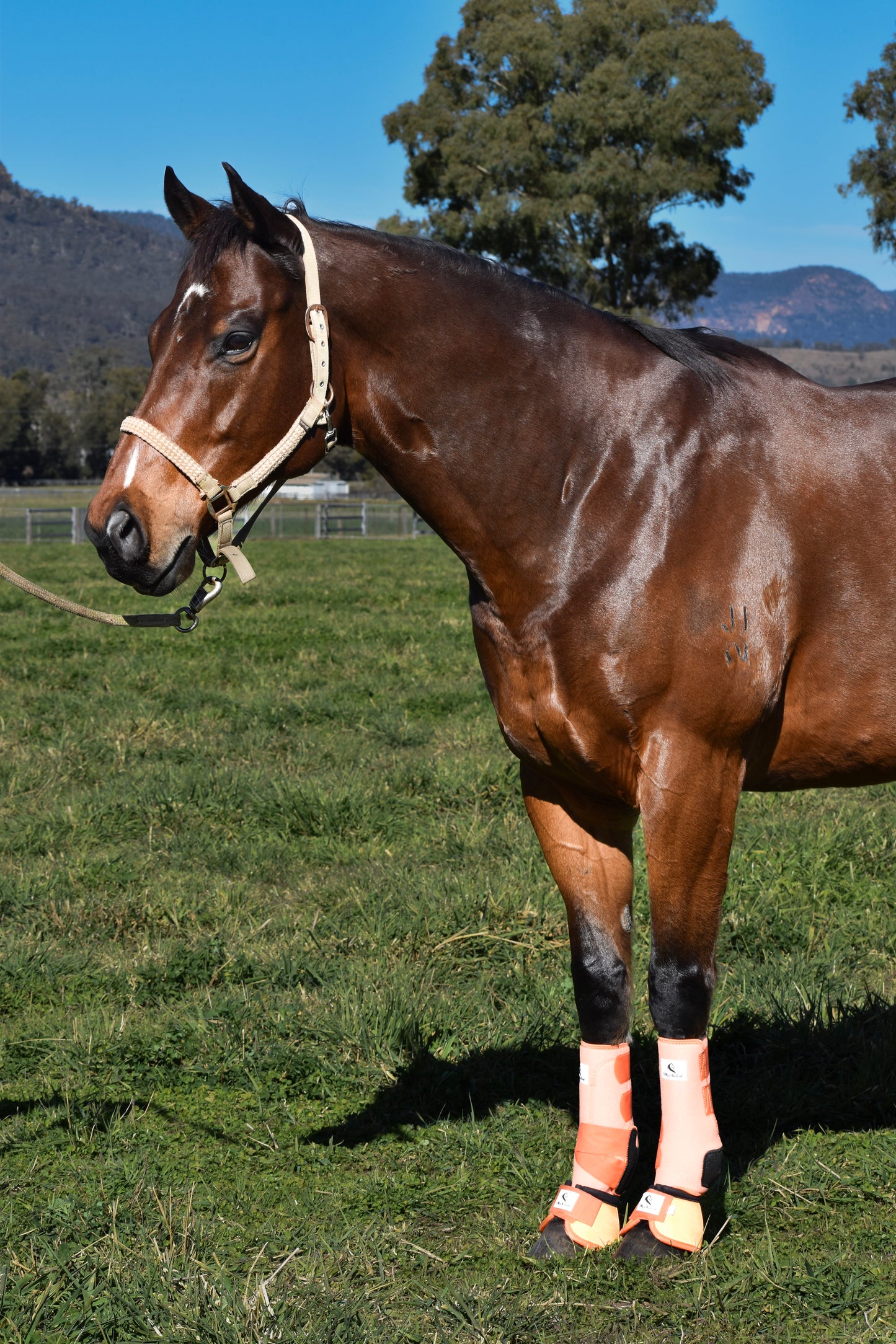 SECONDS - Be Seen - Orange Bell Boots