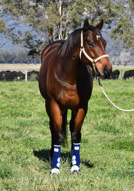 Navy & White Front Boots (Splint Guard)