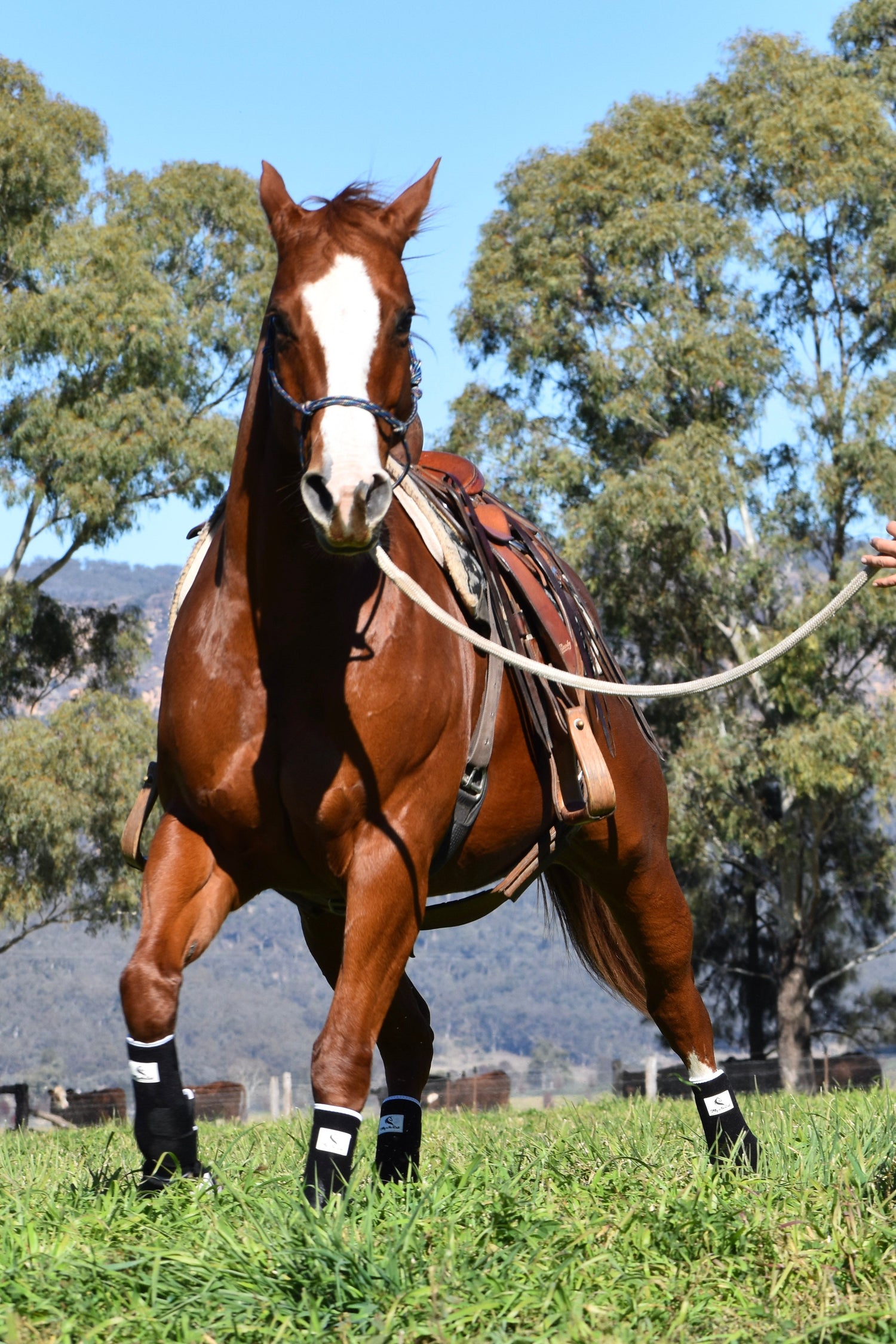 Chestnut horse lunged with black and white protective tendon support boots 